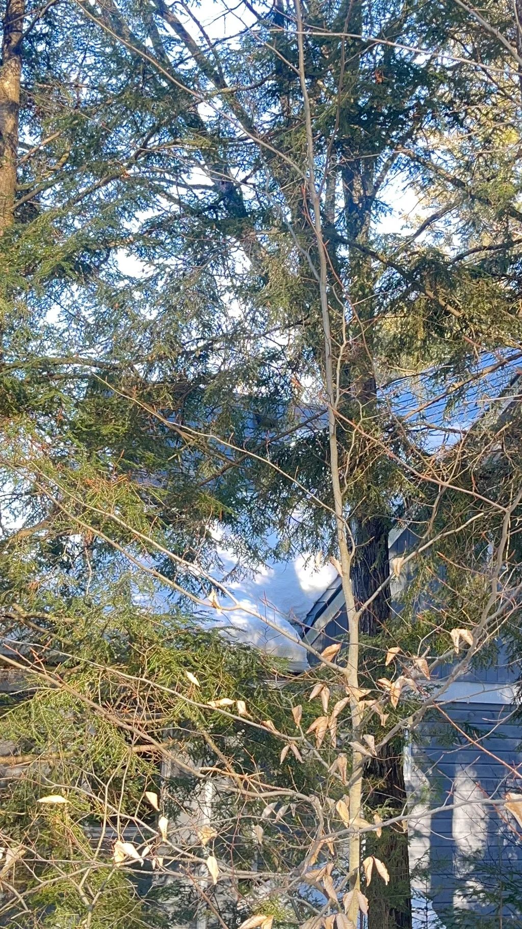 Deep Charcoal Interlock Slate aluminum roof being installed on the home, replacing an asphalt shingle roof being torn off, Algonquin Highlands, Ontario