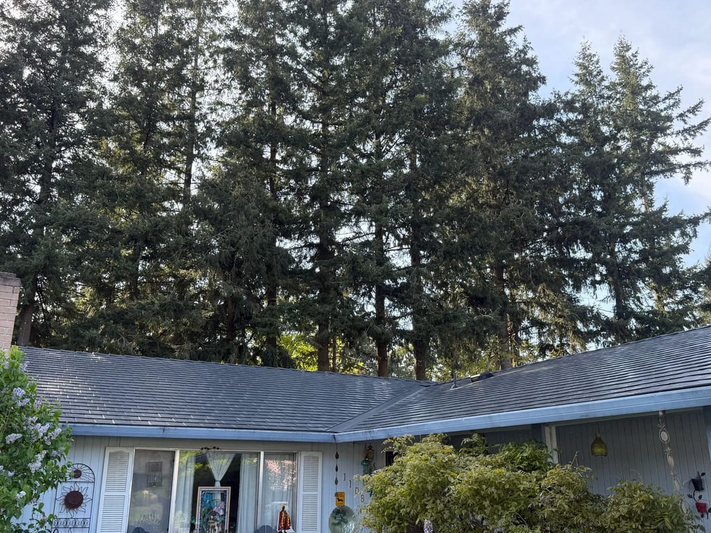 Black Interlock Standing Seam aluminum roof on a white single-storey ranch-style home among tall evergreens, Lakewood, Washington