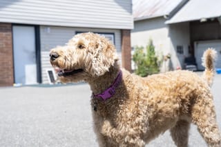 Deep Charcoal Interlock Slate aluminum roof on a white house with a garage and a brown dog on the street, Delta, British Columbia