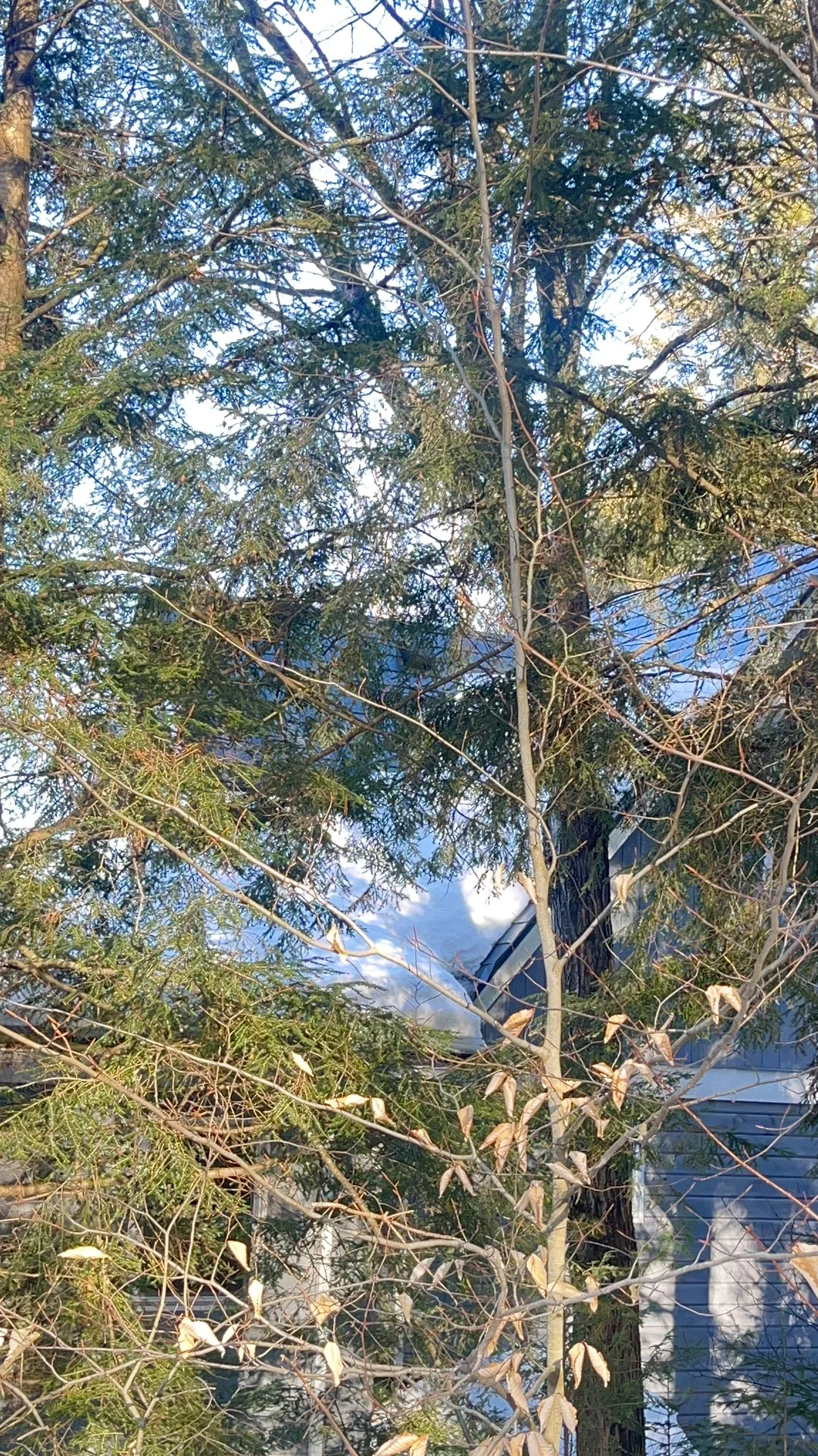 Deep Charcoal Interlock Slate aluminum roof being installed on the home, replacing an asphalt shingle roof being torn off, Algonquin Highlands, Ontario
